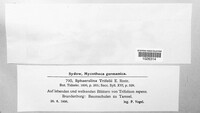Leptosphaerulina trifolii image